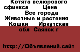 Котята велюрового сфинкса. .. › Цена ­ 15 000 - Все города Животные и растения » Кошки   . Иркутская обл.,Саянск г.